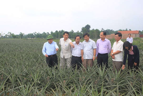 Các cơ quan ban ngành tỉnh Quảng Trị kiểm tra các mô hình trồng dứa đang được triển khai tại huyện Cam Lộ