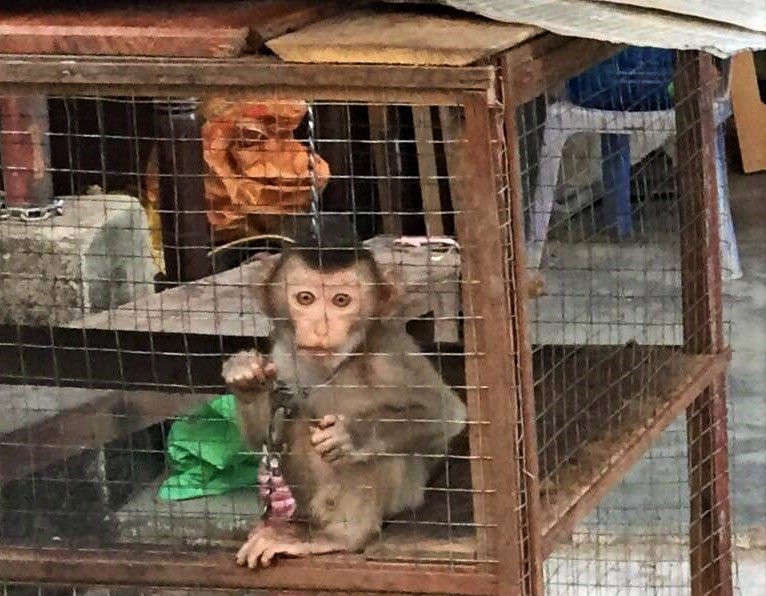 Một cá thể khỉ được cứu hộ tại Đà Nẵng