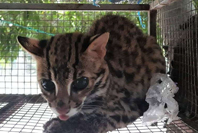 Một cá thể mèo rừng được tự nguyện chuyển giao ở Thanh Hóa
