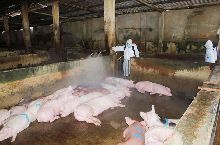 Công tác phòng chống dịch tả lợn châu Phi vẫn đang được các cấp, ngành ở Thừa Thiên Huế cấp bách triển khai...