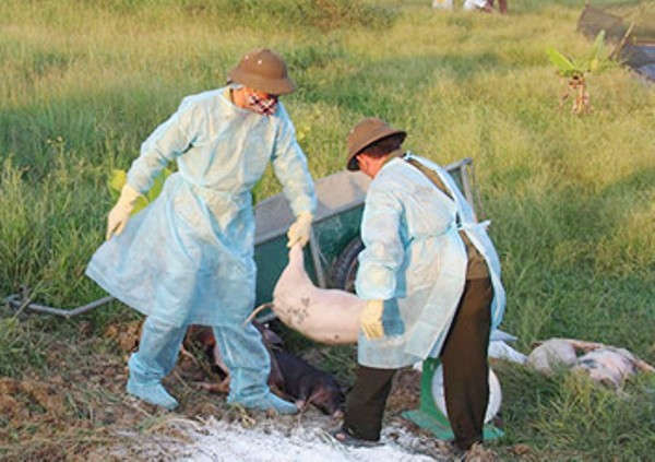 Lực lượng chức năng Hà Tĩnh tiêu hủy lợn nhiễm bệnh dịc tả lợn châu Phi