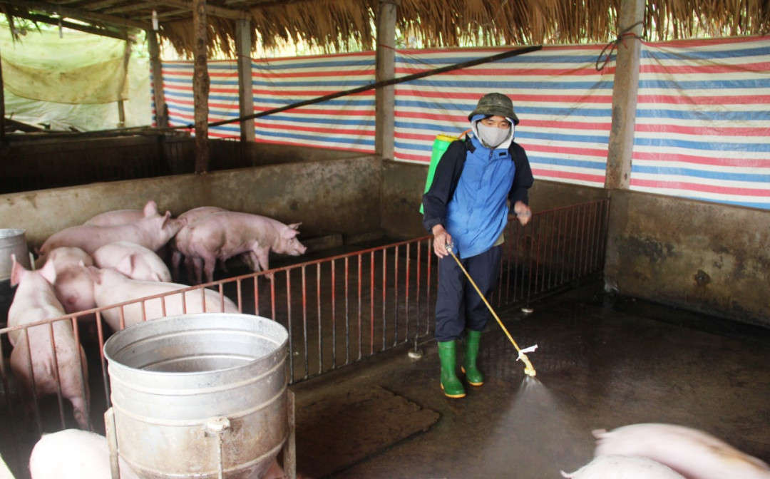 Yên Bái: Đảm bảo môi trường trong chôn lấp, tiêu hủy lợn mắc dịch tả lợn châu Phi