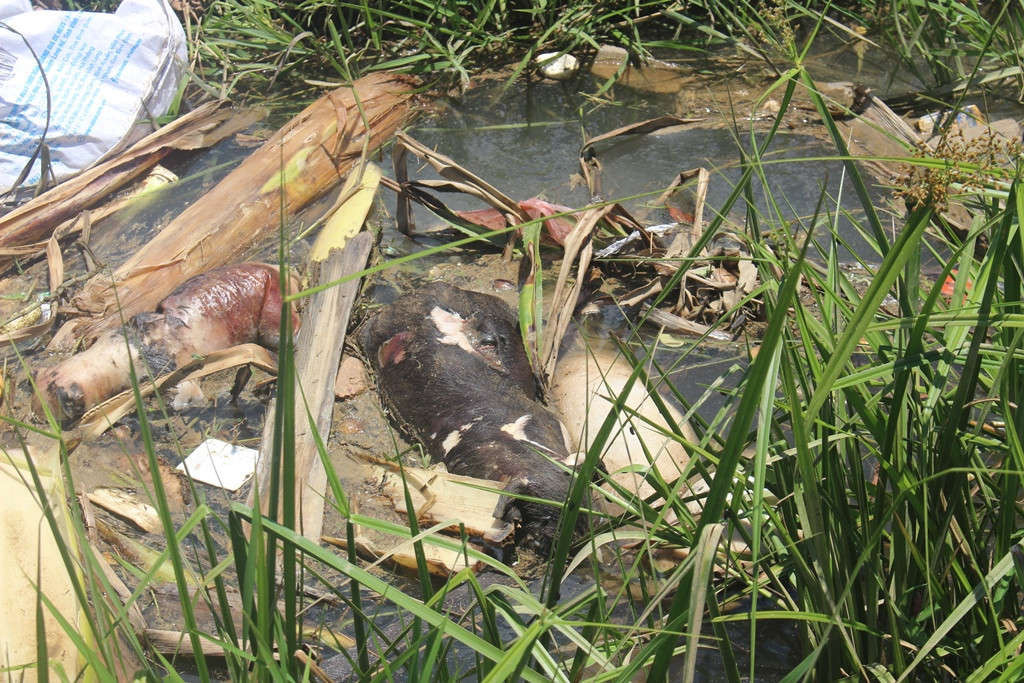 Xác lợn chết nằm dọc tuyến kênh mương đoạn qua thôn An Thái và An Dưỡng