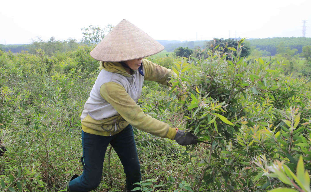 Người dân Huế thu hoạch cây tràm gió để mang về nấu tinh dầu tràm