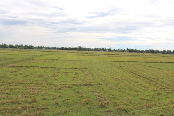 Toàn bộ diện tích 120 héc ta ruộng lúa của người dân xã Thạch Đỉnh bỏ hoang vì nắng hạn