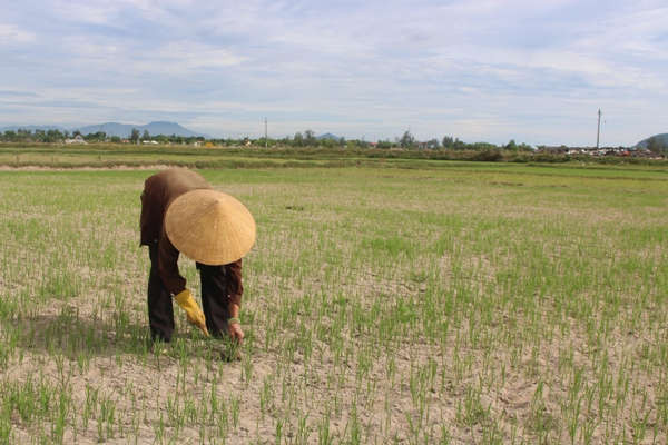 Người dân vật lộn với nắng hạn, chuyển đổi đất sản xuất hoa màu sang trồng lúa 