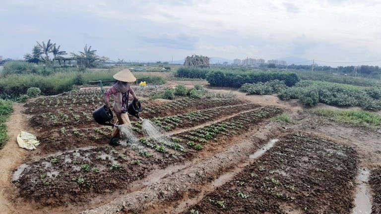 Làng rau La Hường (phường Hòa Thọ Đông, quận Cẩm Lệ, TP Đà Nẵng) có diện tích hơn 10 hecta đang rơi vào cảnh kiệt quệ
