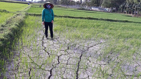 Nhiều diện tích lúa hè thu bị thiếu nước trầm trọng (Trong ảnh là ruộng bị nứt nẻ do thiếu nước tưới ở xã Hưng Thông, huyện Hưng Nguyên)