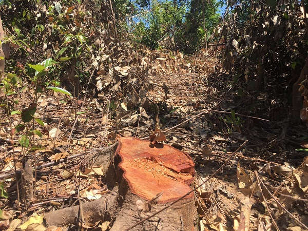 Rừng phòng hộ huyện Quảng Trạch bị tàn phá nghiêm trọng