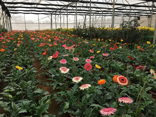 Công ty Phát triển dự án Việt Nam đã áp dụng thành công trồng các loại hoa, các loại cây ăn quả có giá trị cao bằng phân bón hữu cơ từ việc xử lý rác thải