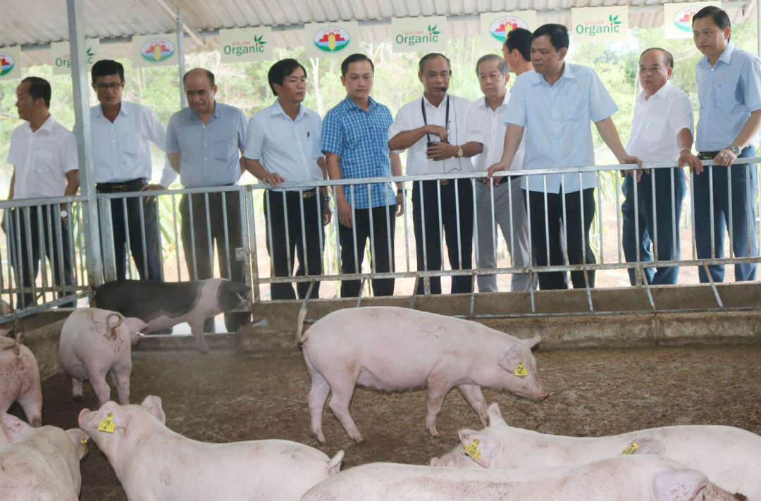 Các đại biểu khảo sát mô hình chăn nuôi theo hướng hữu cơ công nghệ vi sinh tại Huế