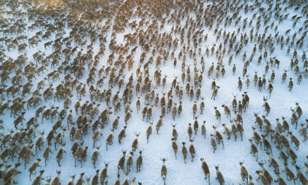 Một cuộc điều tra về số lượng tuần lộc hoang dã của Viện Địa cực Na Uy cho thấy 200 con tuần lộc đã bắt đầu chết trong mùa đông do BĐKH. Ảnh: Geoffrey Reynaud / Getty Images / iStockphoto