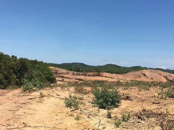 Chưa có phương án tận thu và xử lý tài sản trên đất Làng thanh niên lập nghiệp Quảng Châu đã ngang nhiên vào chặt phá, san ủi rừng