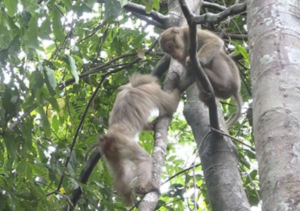 Những cá thể khỉ sau khi được thả về rừng
