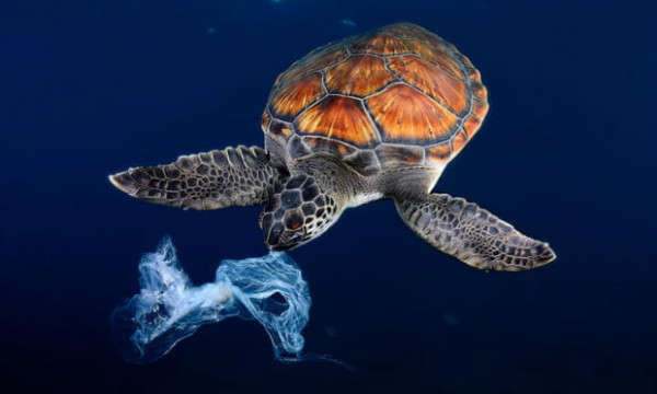 Một con rùa biển xanh cố gắng ăn túi ni lông vì nhầm túi là một con sứa. Ảnh: BIOSPHOTO/Alamy Stock Photo