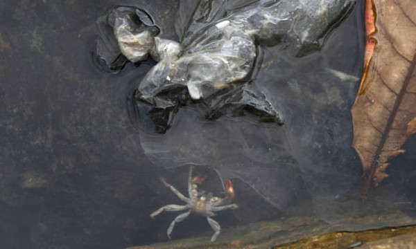 Một con cua chết trôi nổi cùng với nhựa xả ra ở Philippines. Ảnh: Globalimages101/Alamy Stock Photo