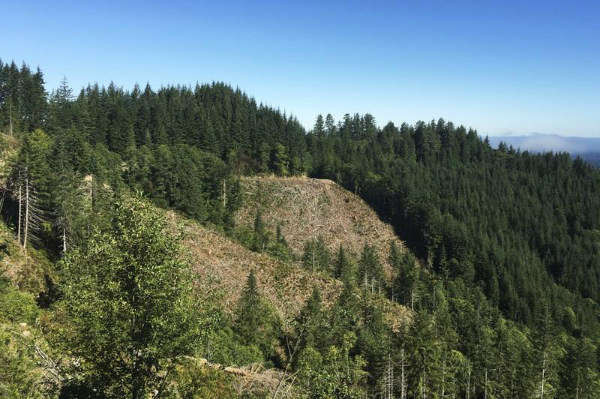 Gỗ bị chặt bên trong Rừng tiểu bang Elliott ở Tây Nam Oregon, Mỹ vào ngày 27/7/2016. Ảnh: Reuters / Eric Johnson