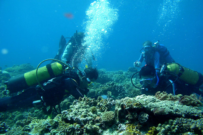 Khảo sát rạn san hô trên Biển Ảnh Viện Hải dương học