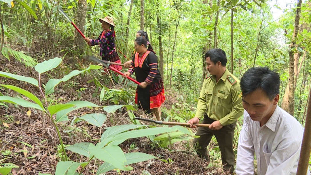 Người dân xã Sa Lông chăm sóc rừng.