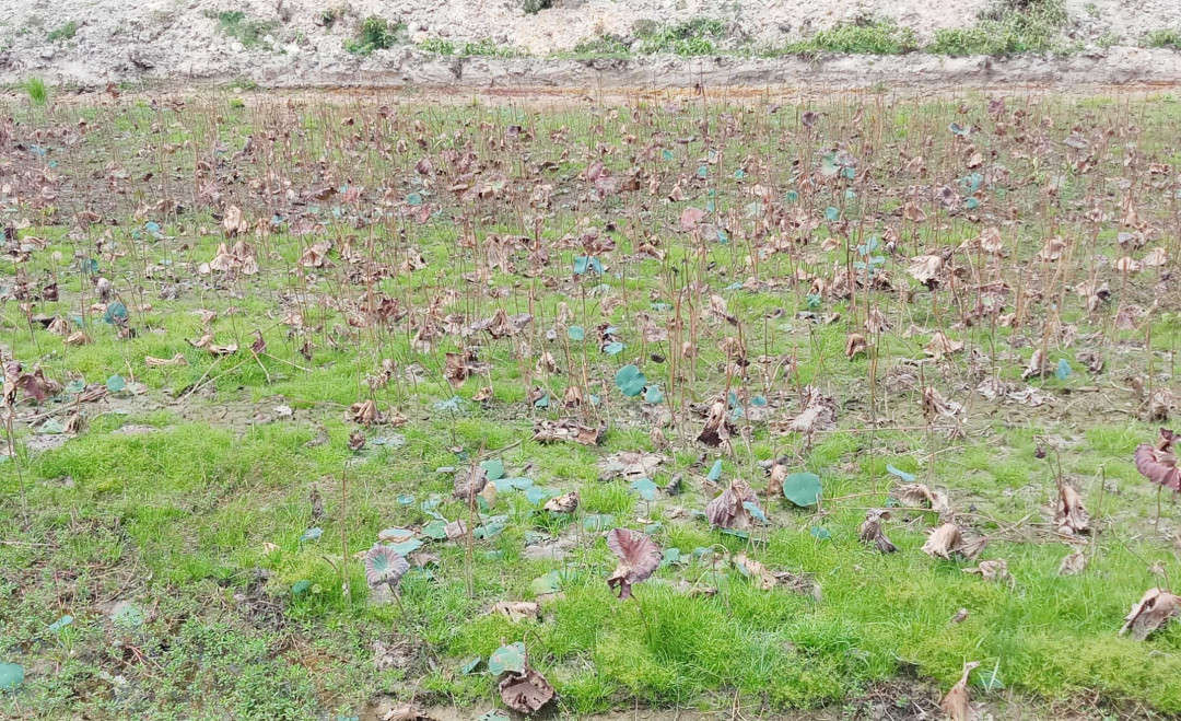 Nhiều hồ sen ven QL1A cũng đã chết vì không có mưa
