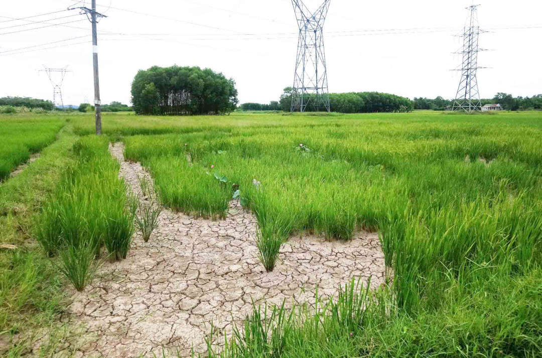 Thừa Thiên Huế hiện có hơn 2.100ha lúa vụ hè thu đã gieo cấy bị nhiễm bệnh khô vằn, với tỷ lệ bệnh phổ biến từ 10-20% do khô hạn