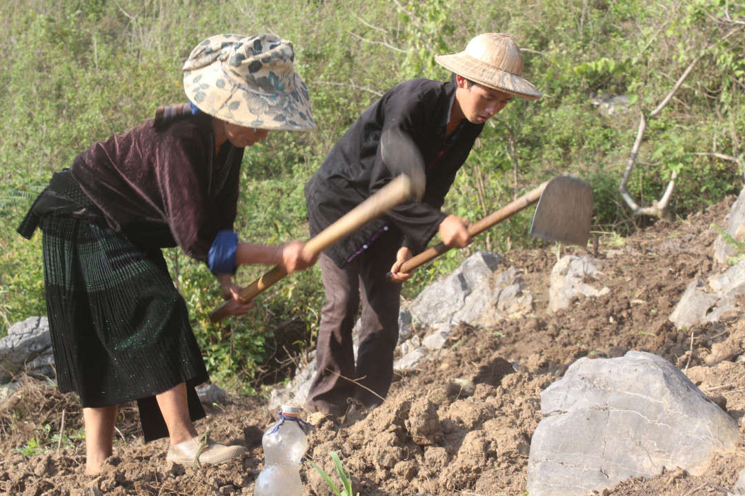 Huyện Tủa Chùa quyết tâm không để diện tích đất sản xuất nông nghiệp bị hoang hóa do ảnh hưởng của thời tiết.