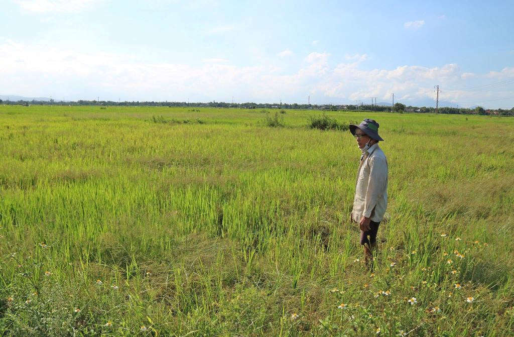 Nhiều diện tích đất lúa bị bỏ hoang, xen lẫn là cơ man cỏ dại 