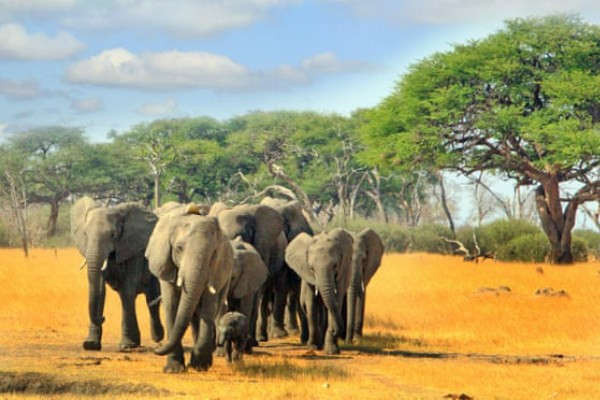 Đàn voi châu Phi ở Vườn quốc gia Zimbabwe, Hwange. Ảnh: paulafrench/Getty Images/iStockphoto