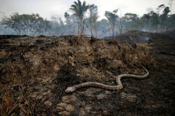 Một con rắn trườn qua khu rừng bị thiêu rụi ở rừng rậm Amazon ở Porto Velho thuộc bang Rondônia. Ảnh: Ueslei Marcelino / Reuters