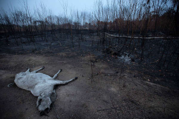 Xác động vật nằm cạnh thảm thực vật cháy đen ở Porto Velho. Ảnh: Joedson Alves / EPA