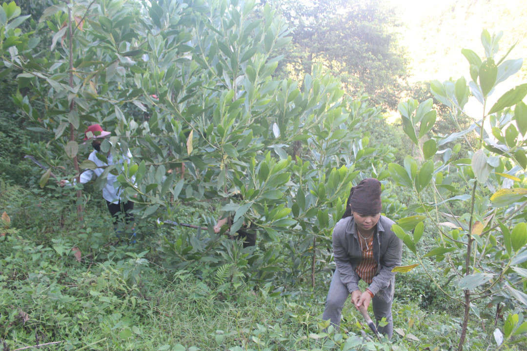 Tỉnh Điện Biên khó hoàn thành chỉ tiêu trồng rừng phòng hộ vì thiếu vốn.