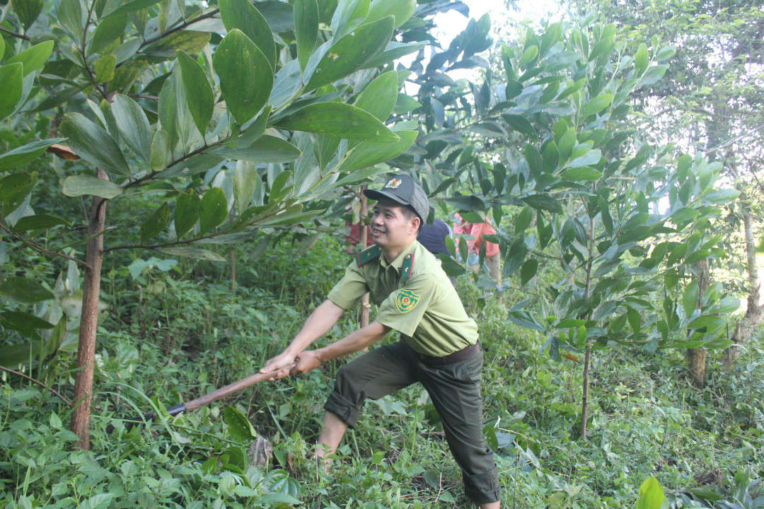 2. Người dân xã Mường Lạn, phối hợp với Kiểm lâm huyện Mường Ảng chăm sóc rừng trồng.