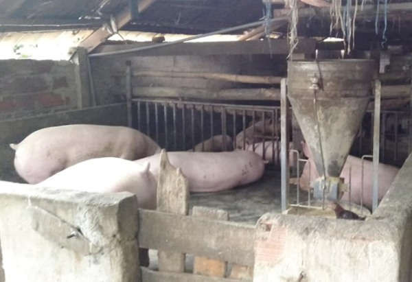 Hàng chục con lợn thịt nuôi nhốt trong khu dân cư