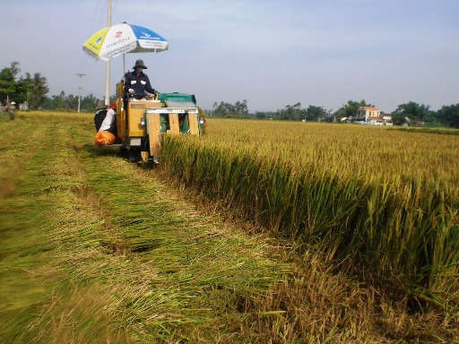 Nhiều diện tích lúa vụ hè thu ở huyện Hòa Vang chưa thể thu hoạch xong vì trời mưa kéo dài