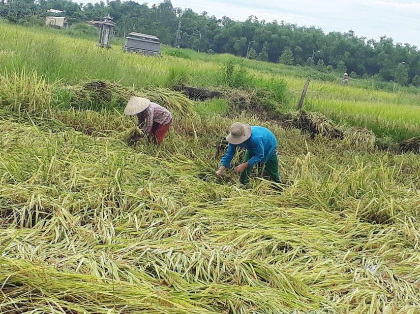 Nông dân Hòa Vang tranh thủ thu hoạch lúa trước bão