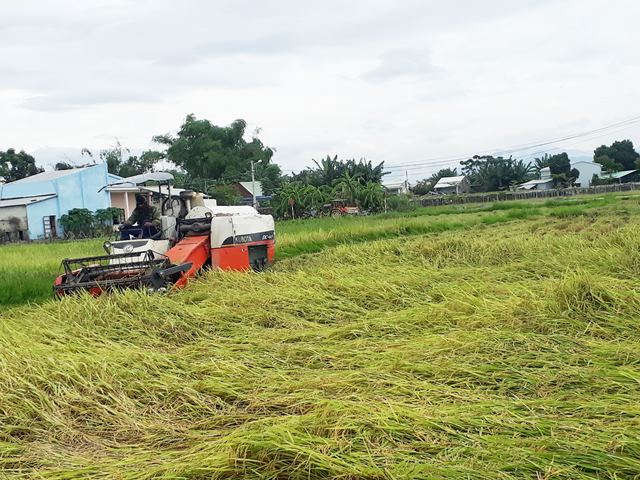 Hiện vẫn còn khoảng 30% diện tích lúa chưa thu hoạch