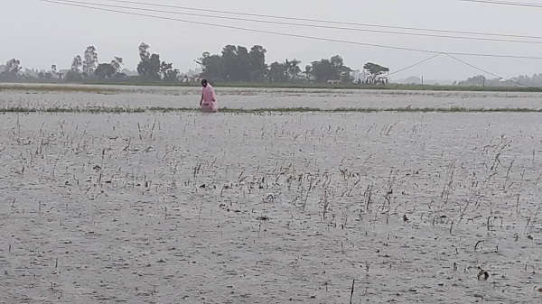 Mưa ngập trắng đồng ở xã Hưng Tân (huyện Hưng Nguyên)