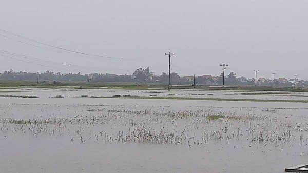 Diện tích sản xuất lúa và hoa màu ở Nghi Lộc và TP Vinh cũng bị ngập khá lớn
