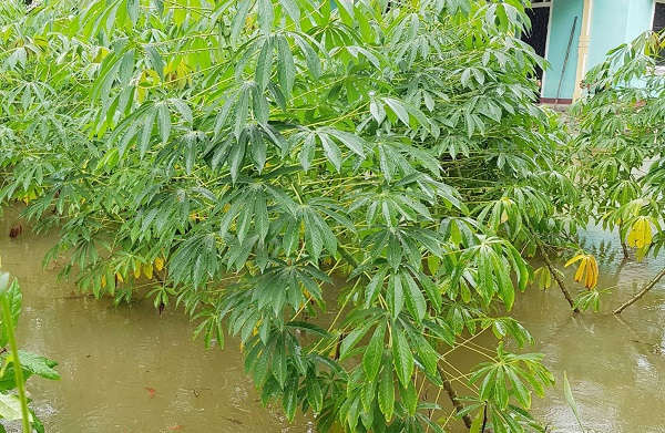 Những ngày qua, tại Thừa Thiên Huế có mưa to có nơi mưa rất to khiến nhiều địa phượng bị ngập lụt nghiêm trọng. Nhiều diện tích hoa màu, nông sản của người dân cũng bị ngập sâu trong nước