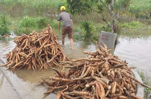 Phòng NN&PTNT huyện Phong Điền khuyến cáo, thời vụ thu hoạch sắn trùng với mùa mưa lũ nên người dân cần theo dõi diễn biến để có những phương án thu hoạch hợp lý