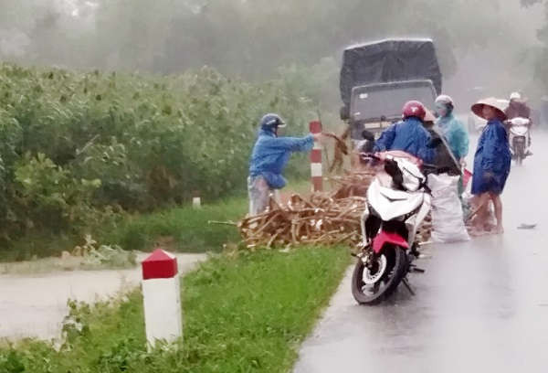 Vì quá lo lắng, nhiều nông dân ở huyện Phong Điền những ngày qua đã tập trung nhổ sắn và gom số lượng sắn sau thu hoạch để kịp vận chuyển nhập cho Nhà máy Chế biến tinh bột sắn Phong An 