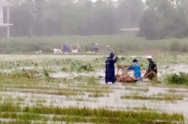 Các thương lái cũng đã đến trực tiếp các cánh đồng sắn để thu mua cho nông dân với giá 1.500 đồng/kg