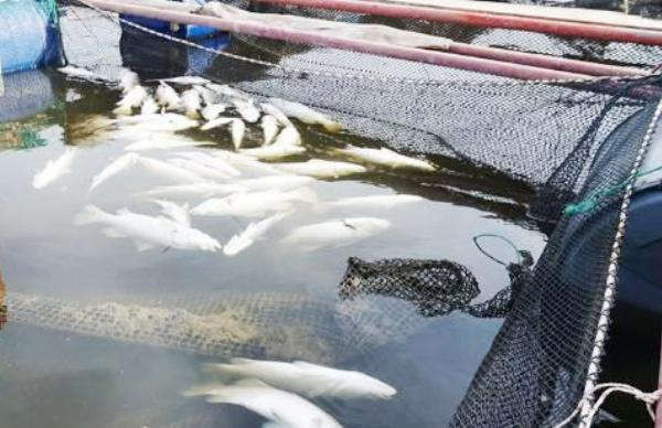 Hàng chục tấn cá nuôi lồng bè chết trắng chưa rõ nguyên nhân
