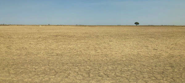 Biến đổi khí hậu và sử dụng đất không bền vững đã làm tăng sa mạc hóa ở phía Đông Bắc của Cameroon. Ảnh: UN News/Daniel Dickinson
