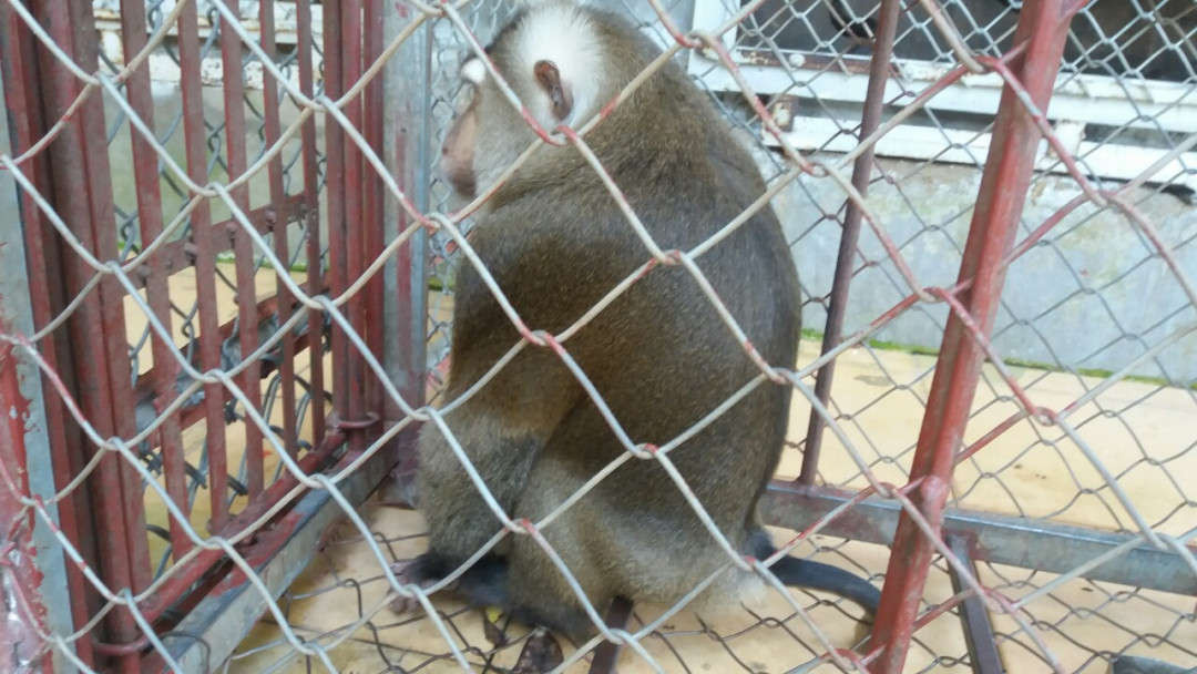 Cá thể khỉ được cứu hộ và chuyển về Trung tâm Cứu hộ Hà Nội