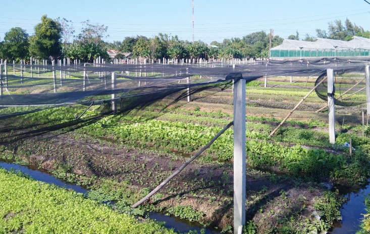 Đầu tư trụ lưới, nhà lưới để trồng rau an toàn theo tiêu chuẩn VietGap tại huyện Phong Điền