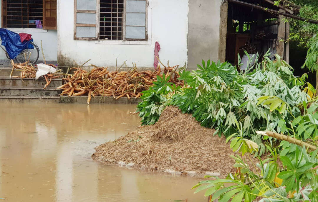 Nhiều diện tích sắn của người dân Thừa Thiên Huế bị ngập úng do mưa lũ