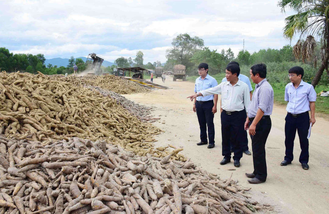 Lãnh đạo tỉnh Thừa Thiên Huế kiểm tra, tìm phương án xử lý việc thu mua sắn sau lũ 
