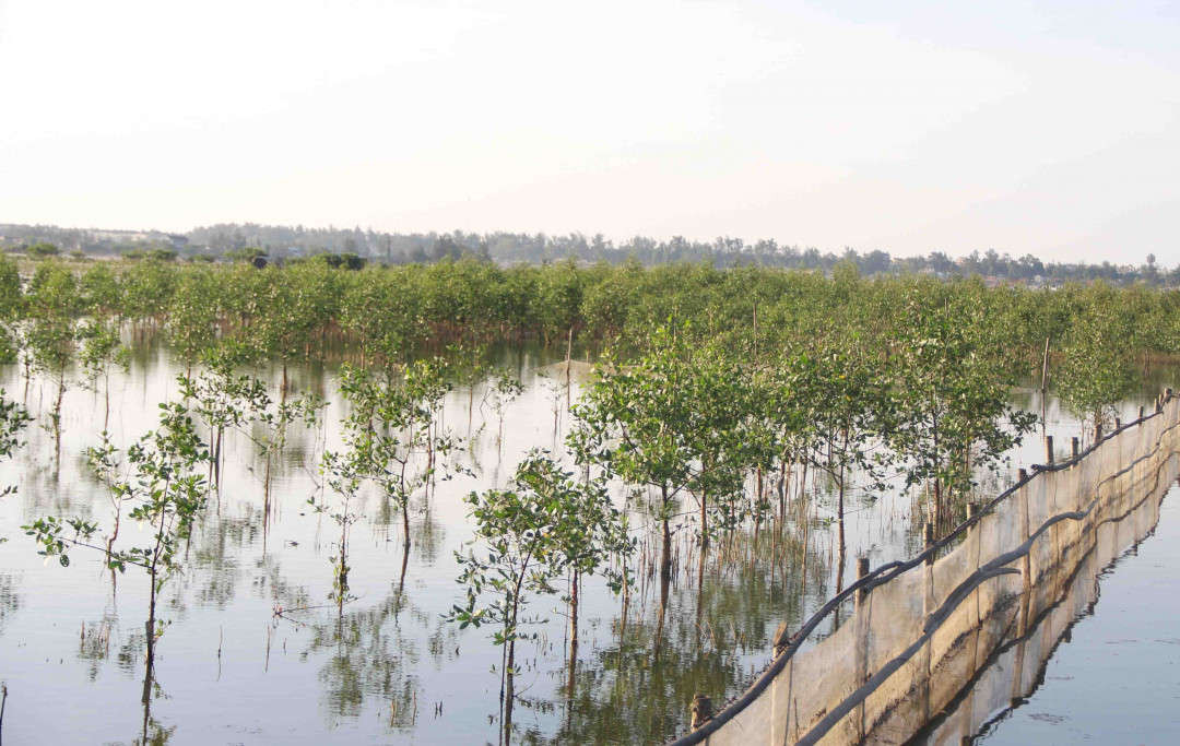Thừa Thiên Huế đã và đang tăng cường trồng rừng ngập mặn