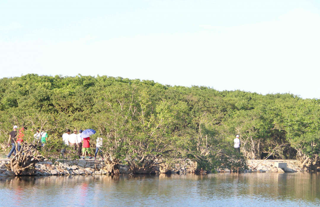 Tại rừng ngập mặn Rú Chá còn phát triển mô hình du lịch sinh thái